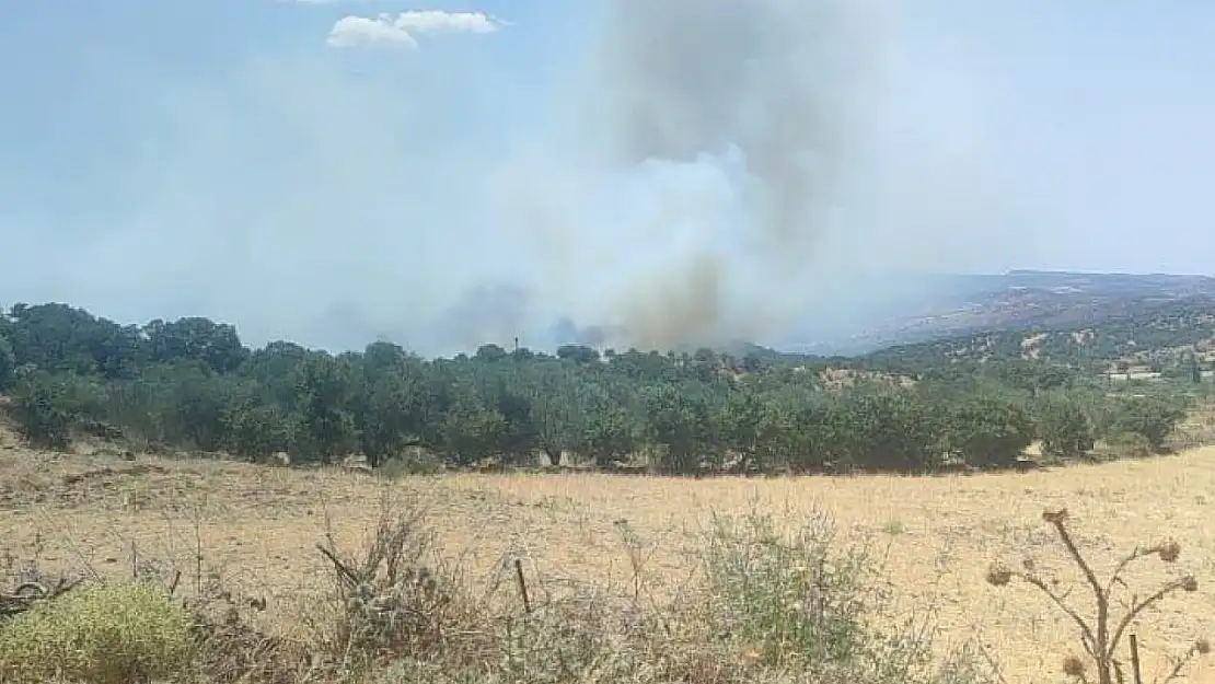 Ayvacık'ta zeytinlik alanda yangın