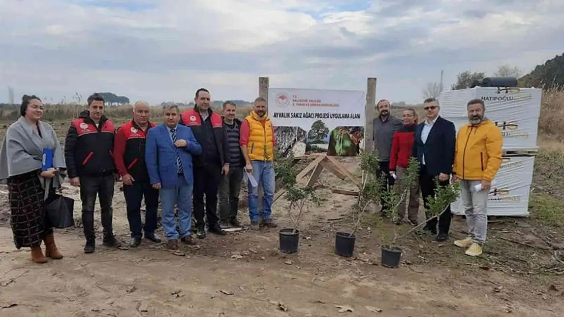 Ayvalık 100 yıl sonra yeniden sakız ağacı yetiştirecek