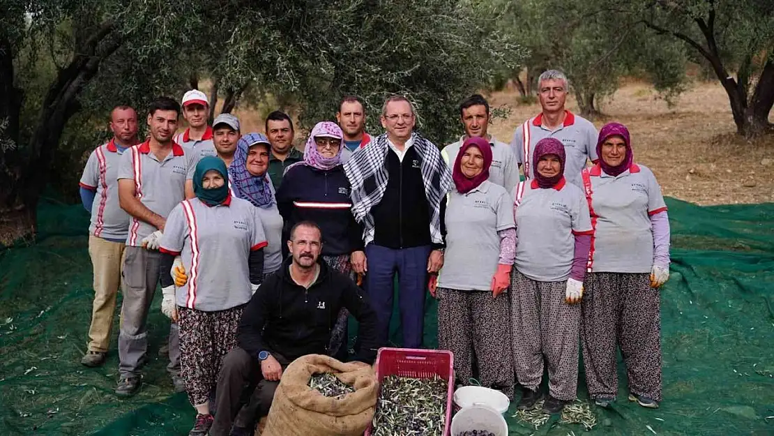 Ayvalık Belediyesi'ne ait zeytinliklerde ilk hasat Başkan Ergin'den