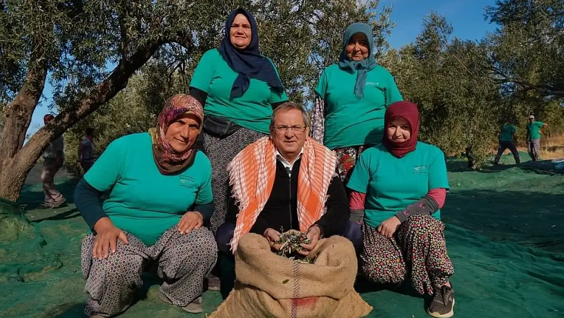 Ayvalık Belediyesi zeytinliklerinin ilk hasadı Başkan Ergin'den