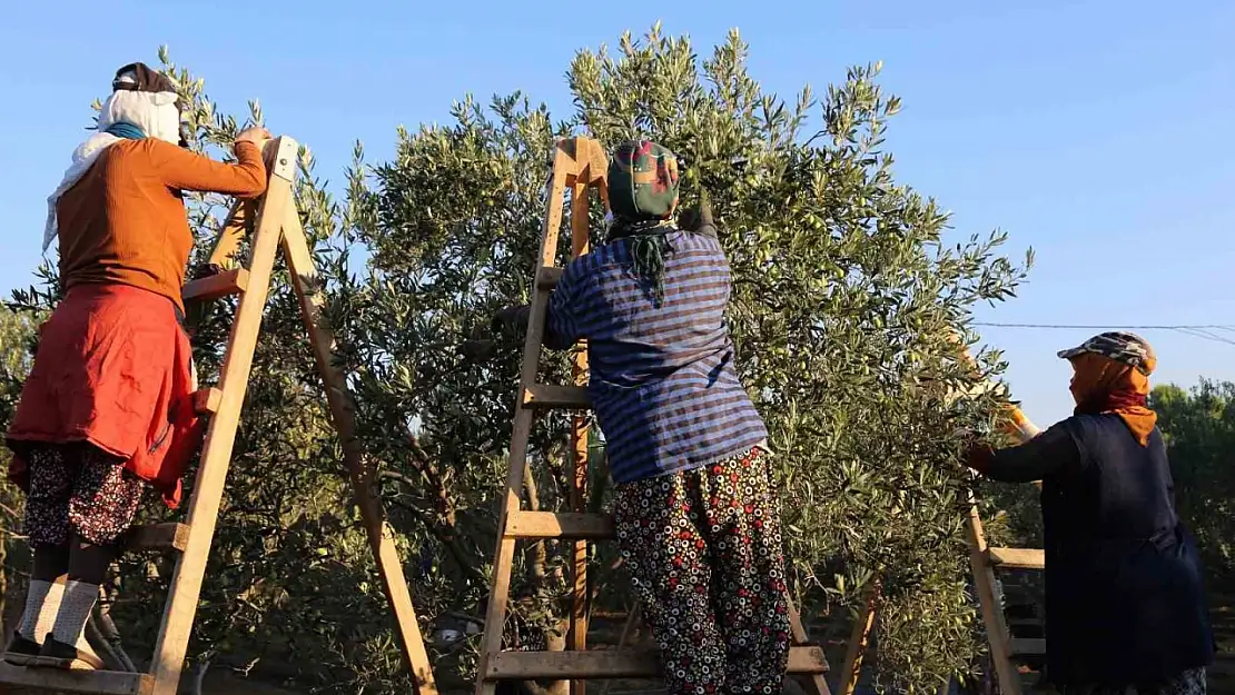 Ayvalık'ta dua ve hayır yemekleriyle ilk hasat