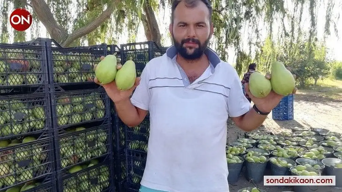Baba ve oğlunun yetiştirdiği meyvelere yoğun talep