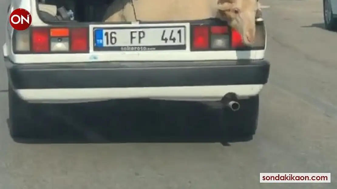 Bagajda yolculuk yapan koyun kameralara yansıdı