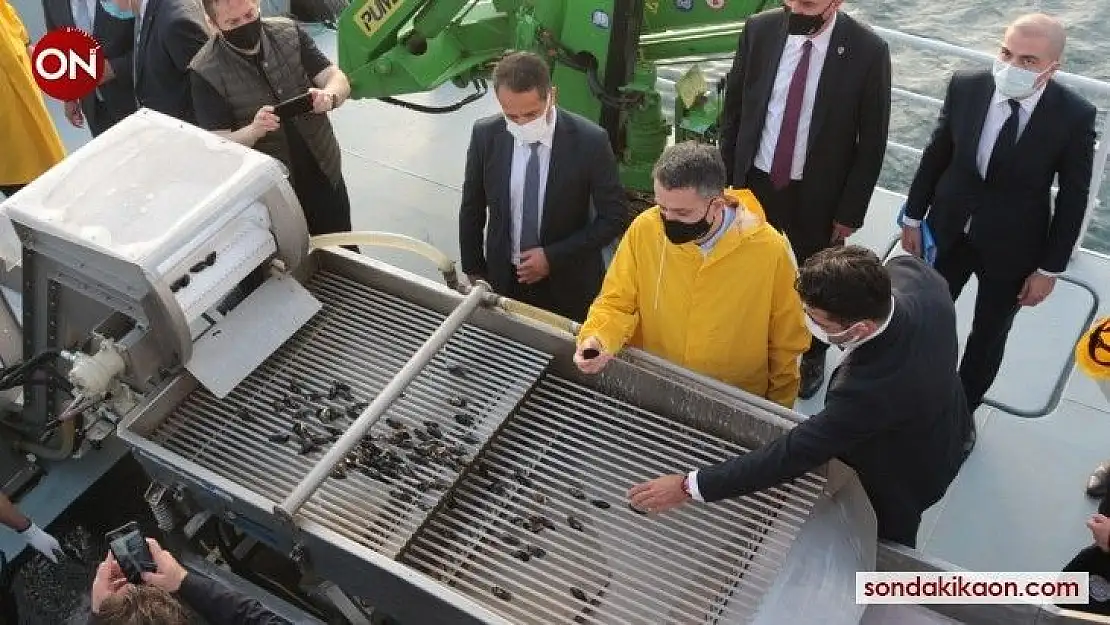 Bakan Pakdemirli Marmara Denizi'nde midye hasat etti
