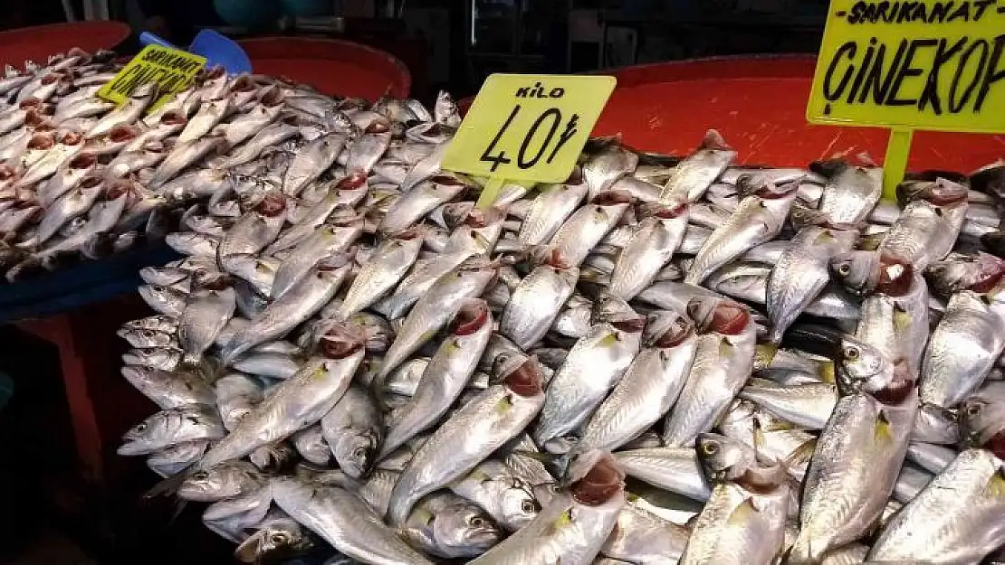 Balık tezgahlarında çupra ve çinekop bolluğu