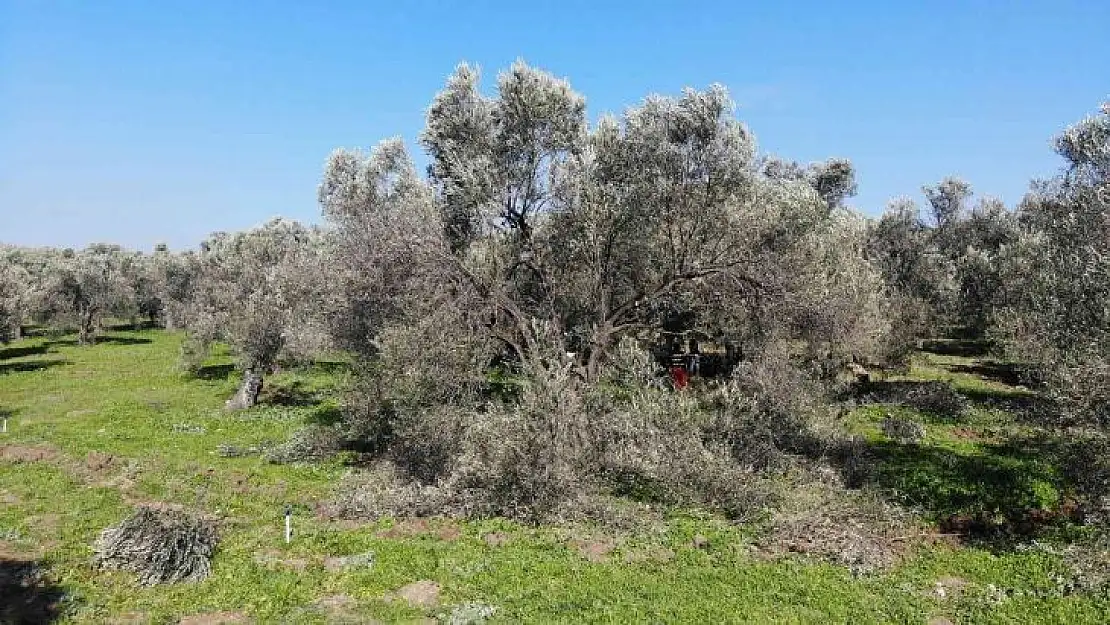 Balıkesir Büyükşehir Belediyesinden 'zeytin alanlarında maden aranmasına izin verildiği' iddiasına açıklama