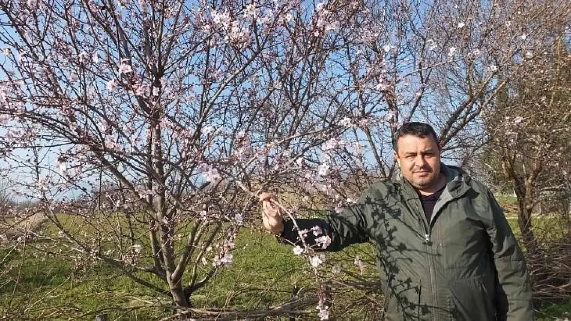 Balıkesir'de bademler çiçek açtı