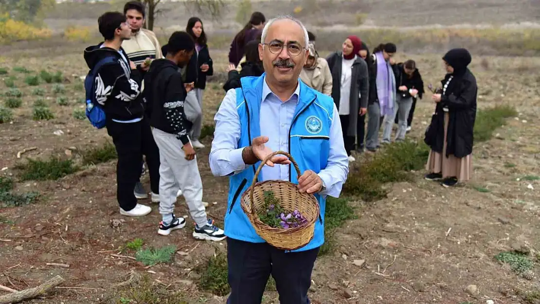 Balıkesir'de botanik bahçesinde ilk safran hasadı yapıldı