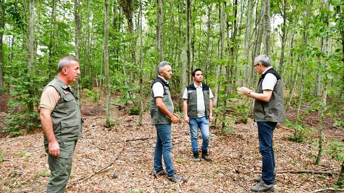 Balıkesir'de kayın ormanlarından bereket yağıyor