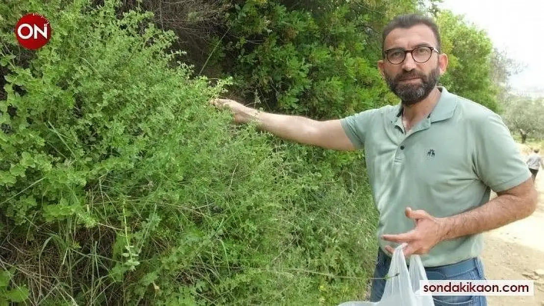 Balıkesir'de kekik hasadına başlandı