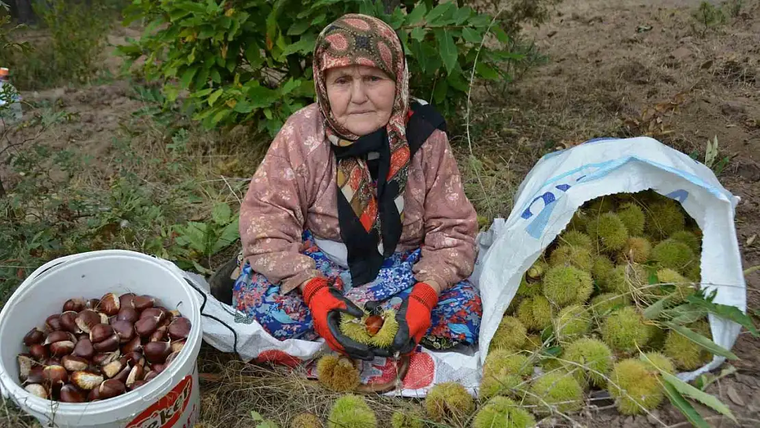 Balıkesir'de kestane hasadı başladı