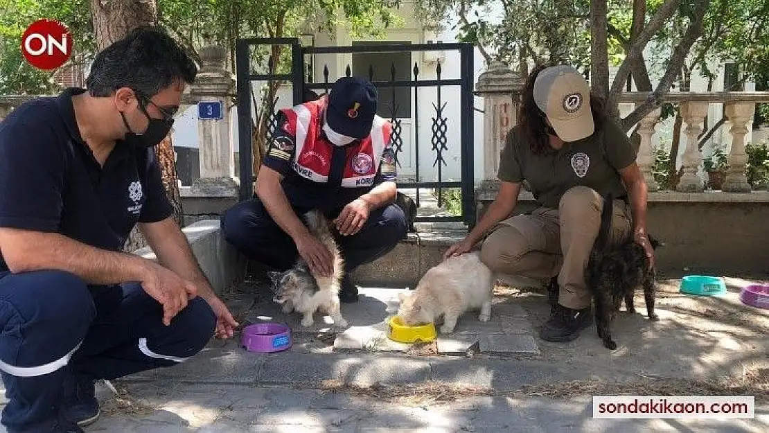 Balıkesir'de sokak hayvanları için özel timler kuruldu