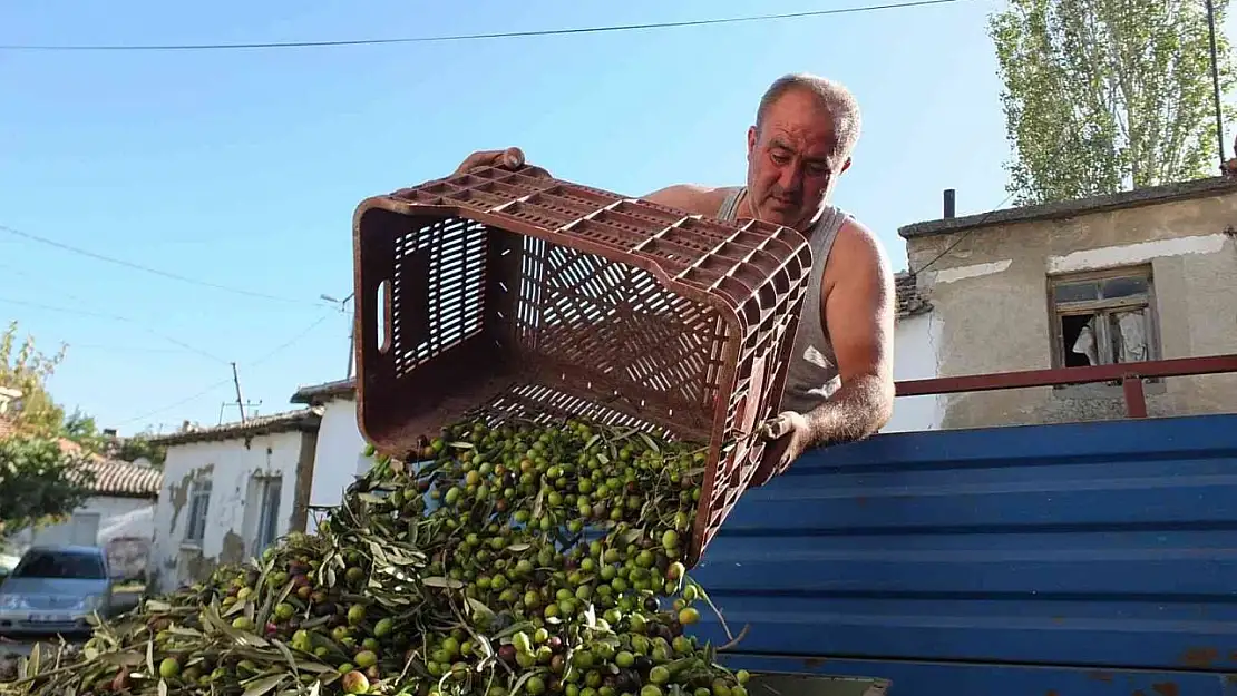 Balıkesir'de yeşil zeytin alımına başlandı