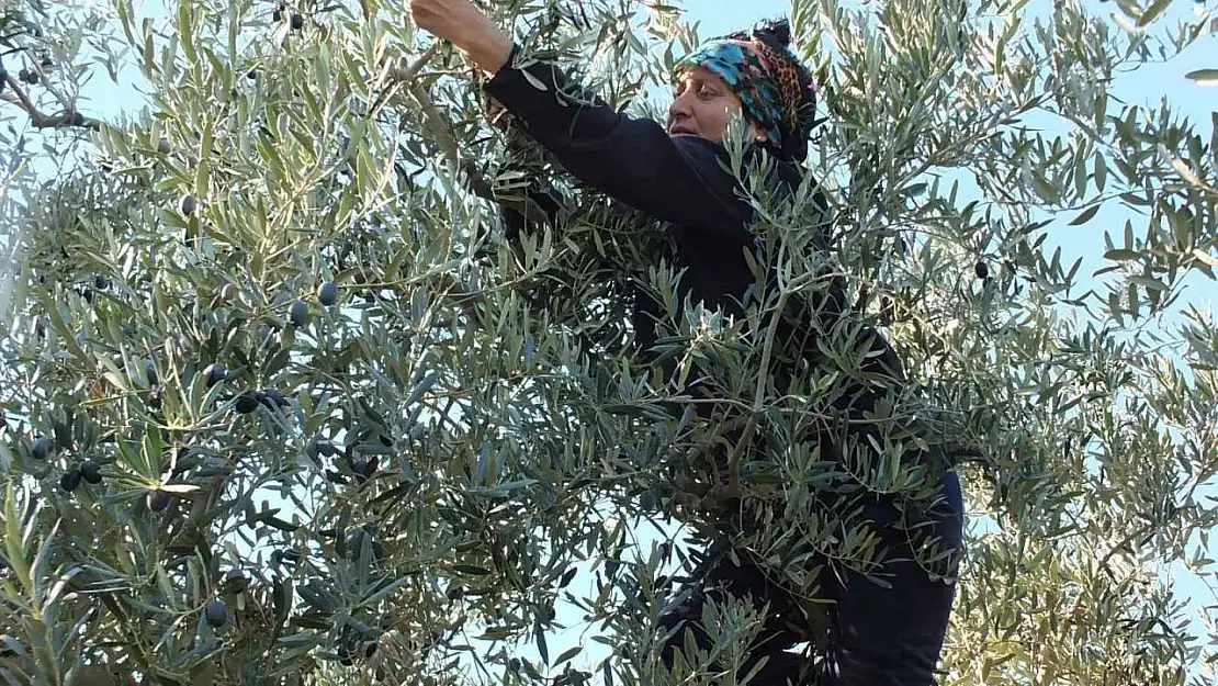 Balıkesir'de zeytin hasadına başlandı