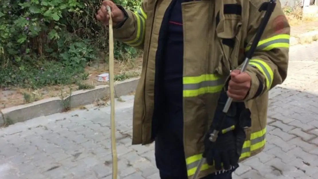 Bandırma' da cadde üzerinde gezen yılan itfaiye ekiplerince yakalandı