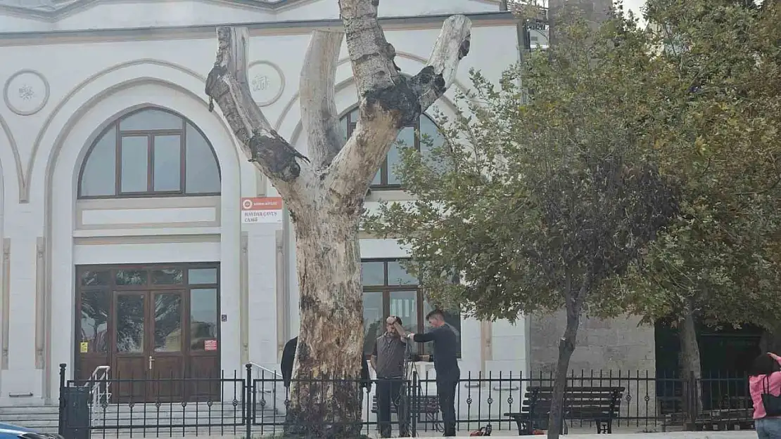 Bandırma'da asırlık kuruyan kavak ağacın kalan kısmı da kesildi