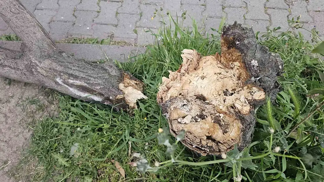 Bandırma'da fırtına hayatı olumsuz etkiledi