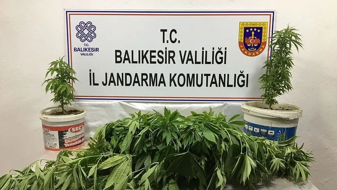 Bandırma'da kenevir operasyonu: 3 kişi yakalandı