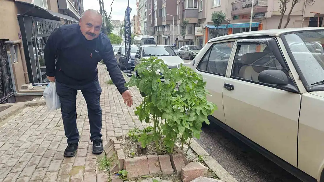 Bandırma'da sokakların yeşillenmesi için çağrı