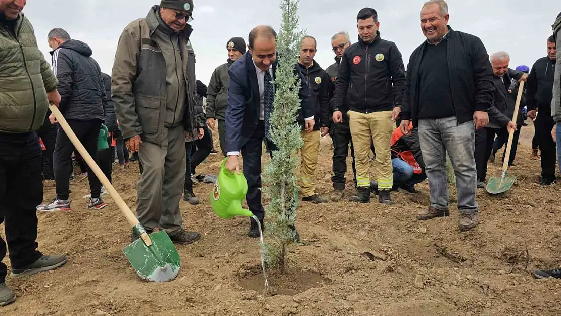 Bandırma'da yanan alanda 750 çam fidanı toprakla buluştu