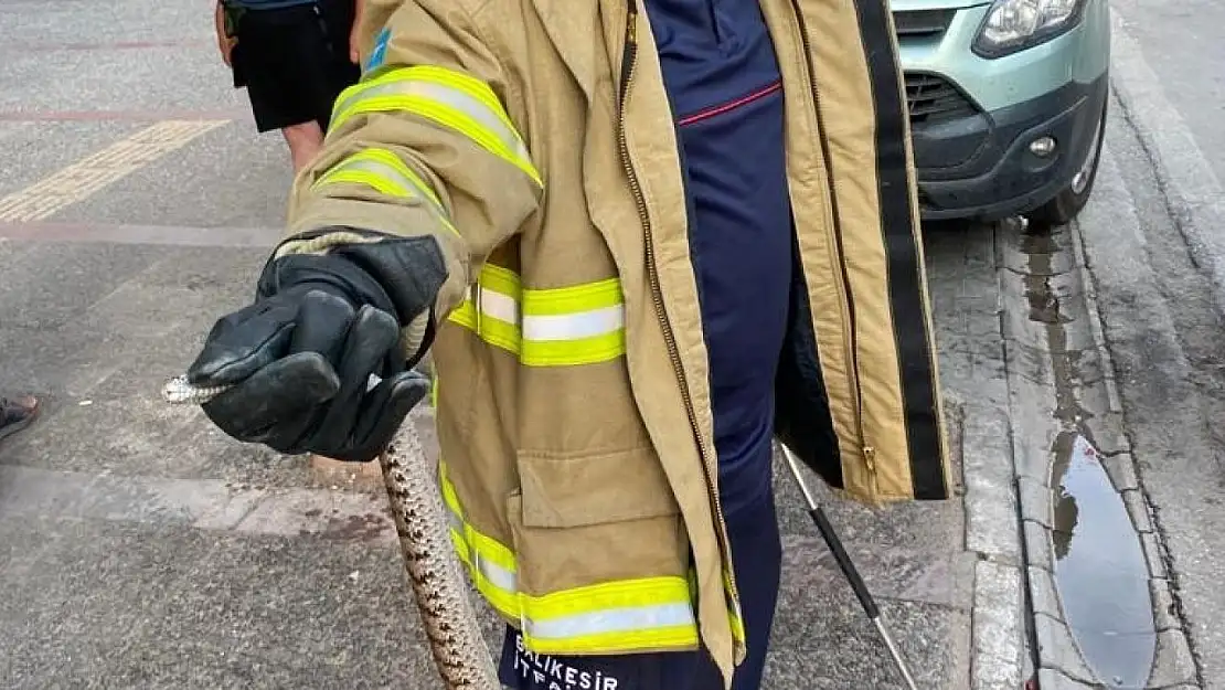 Bandırma'da yılan operasyonu