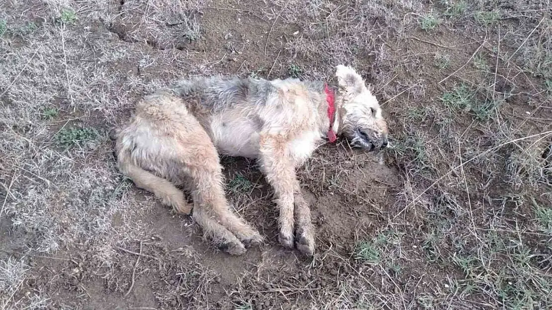 Bandırma Yenisığırcı Mahallesi'nde hayvan katliamı