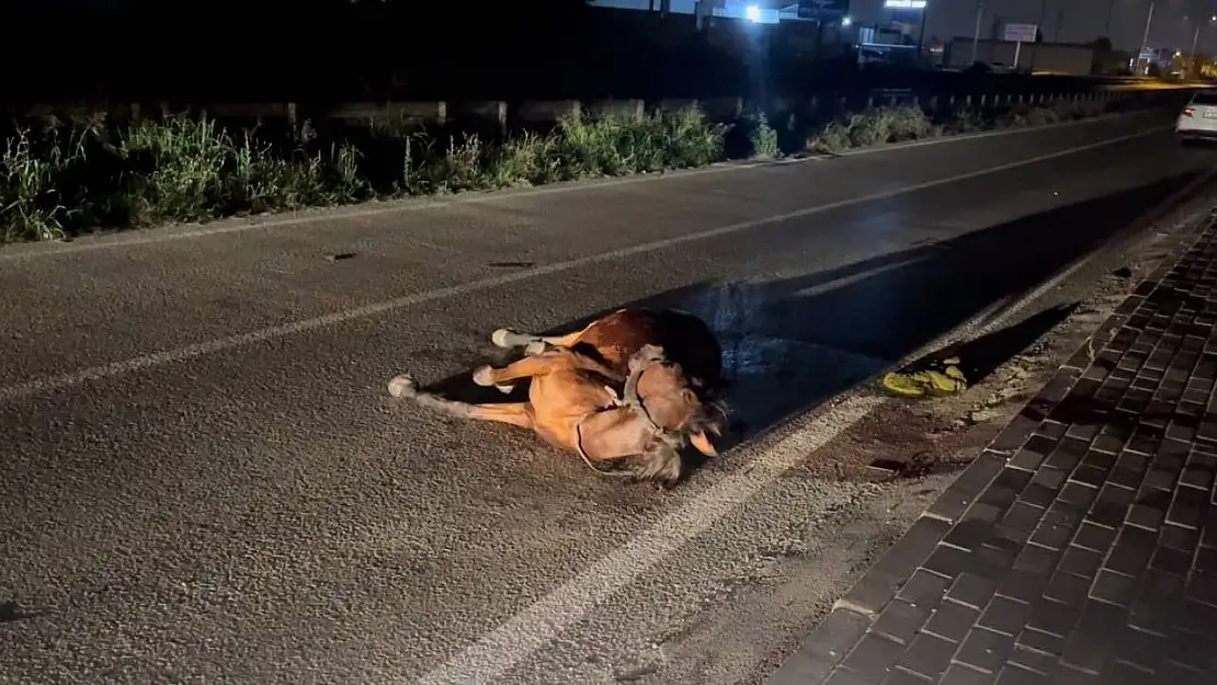 Başıboş ata çarpıp kaçtı, arkasına bile bakmadı