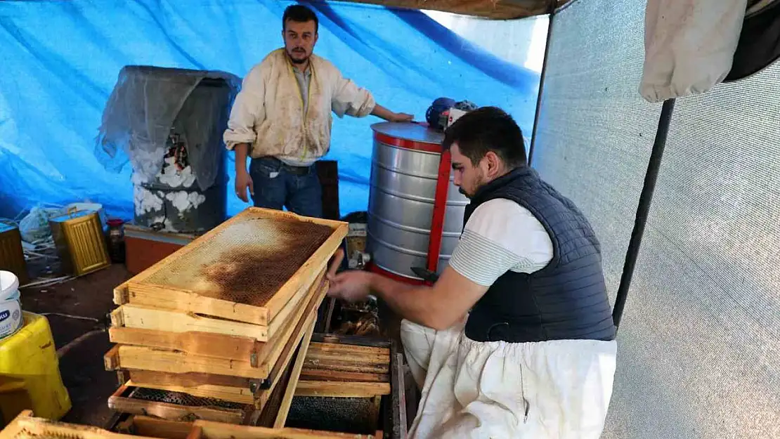 Başka illerden arıcılar gelmeyip kovan sayısı azalınca, bu yıl çam balı dalda kaldı