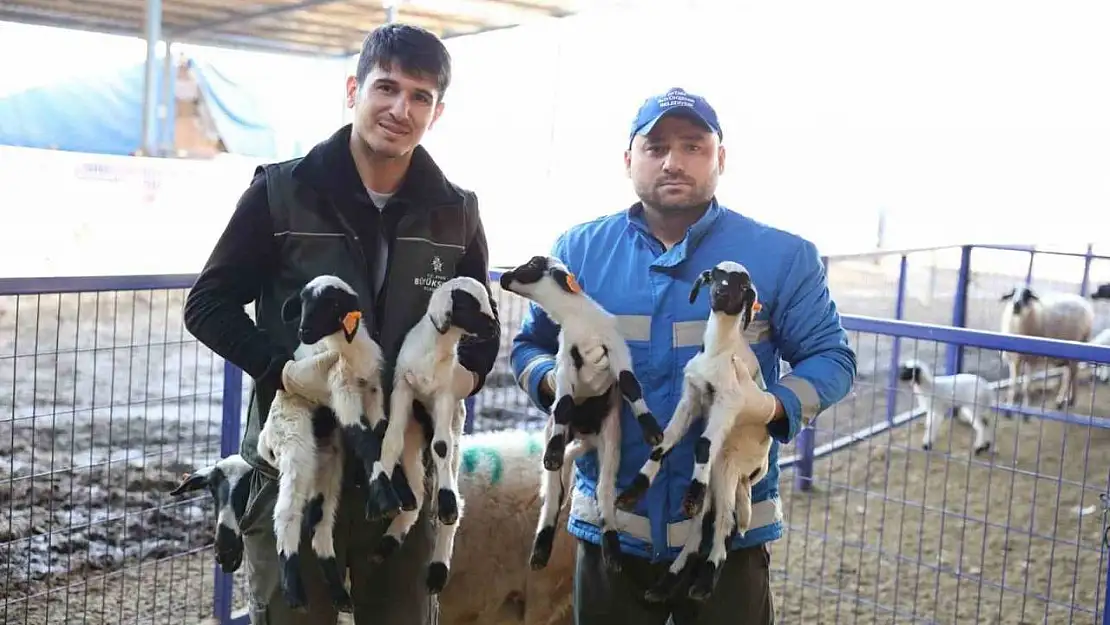 Başkan Çerçioğlu'nun 'Aile Tipi Koyunculuk Projesi' her geçen gün büyüyor