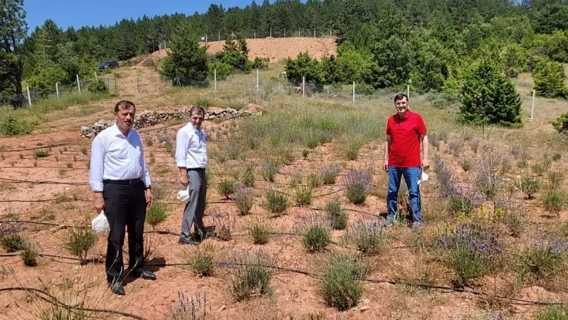 Başkan Kahveci, Hisarcık'ta tıbbi ve aromatik bitkileri inceledi