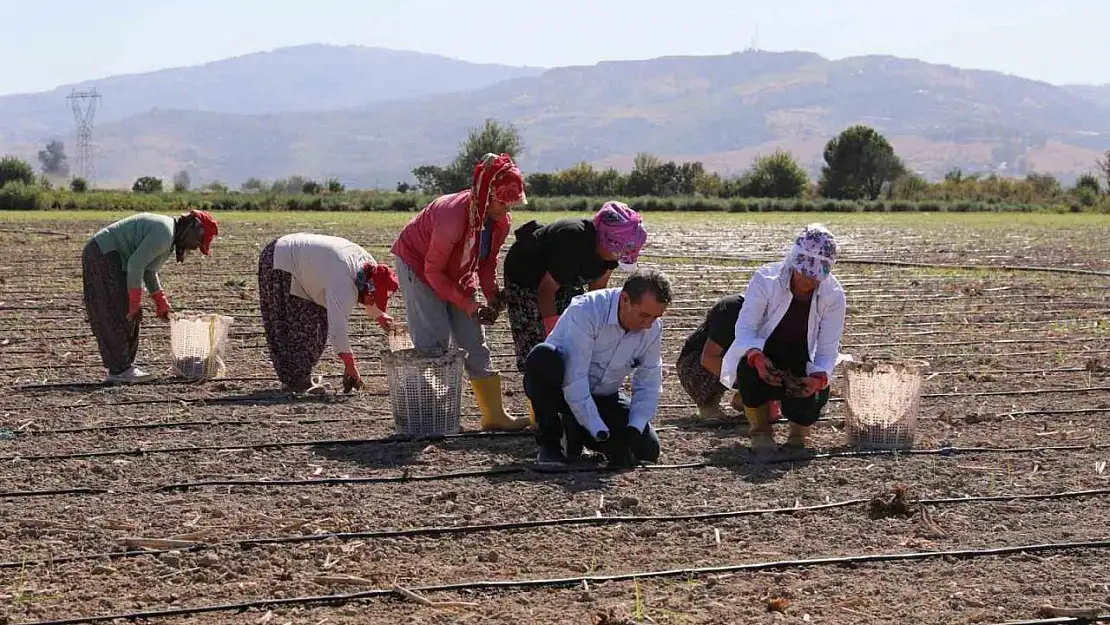 Başkan Yetişkin enginar fidelerini toprakla buluşturdu