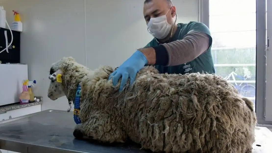 Bataklığa saplanan koyun kurtarıldı