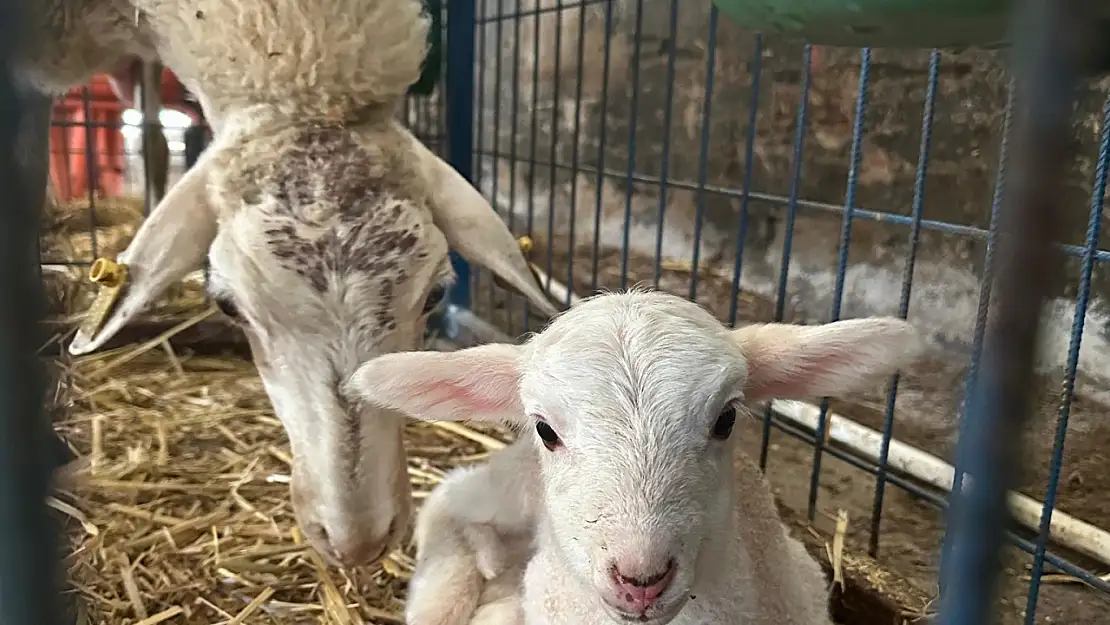 BAÜN'ün Kuzuları Dünyaya Gözlerini Açmaya Başladı