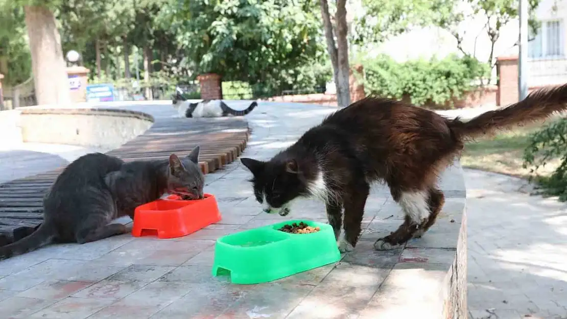 Bayraklı'da can dostlar için 'bir kap su' çağrısı