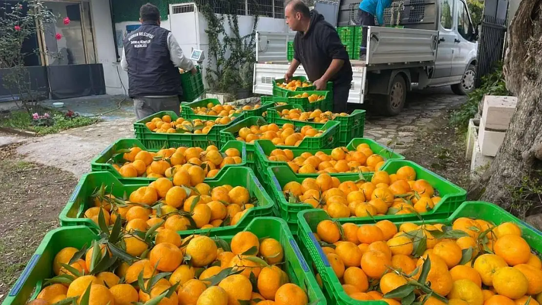 Belediye mandalina üreticilerinin yanında