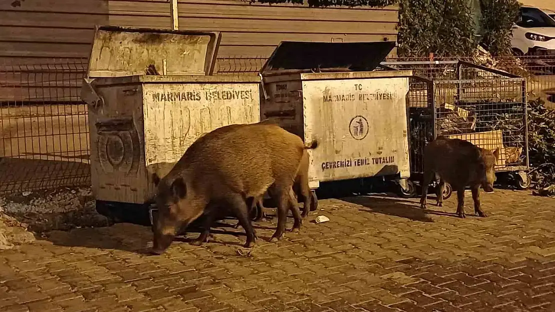 Belediye sessiz kaldı, Marmaris'i domuzlar ele geçirdi
