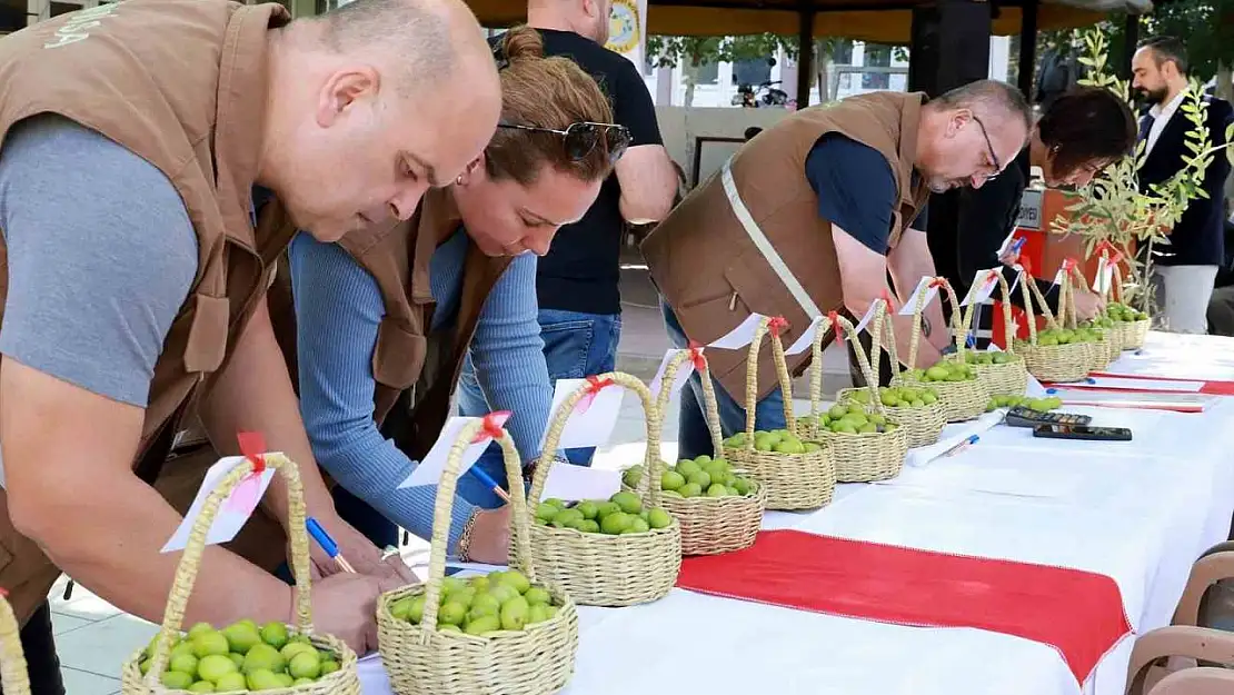 Belen'in tescilli zeytinleri yarıştı