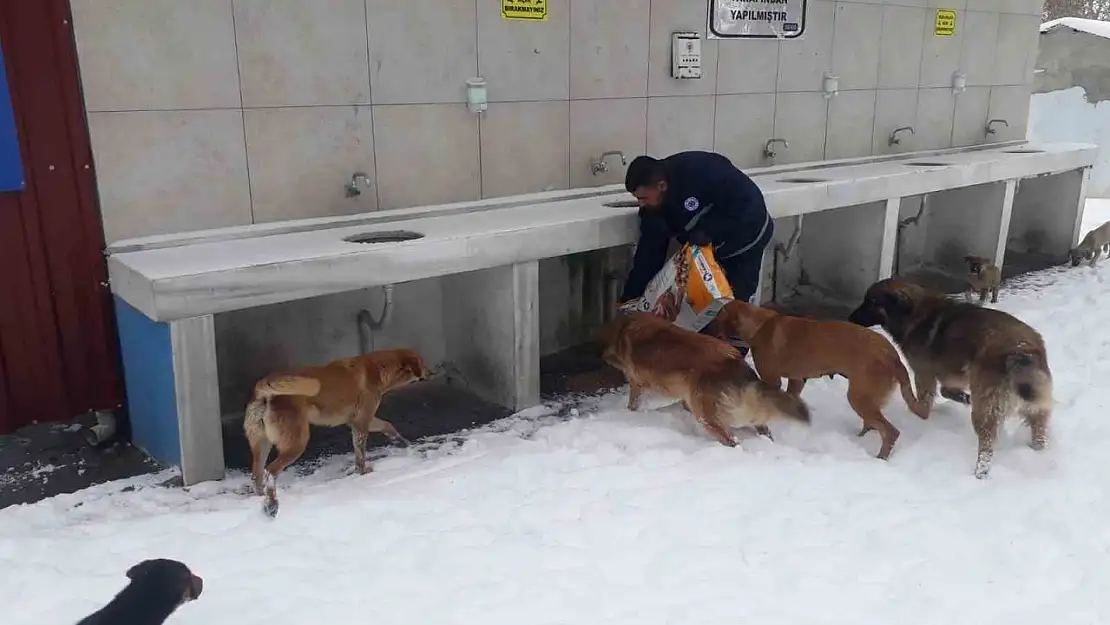 Biga Belediyesi'nden karlı havada sokak hayvanlarına mama