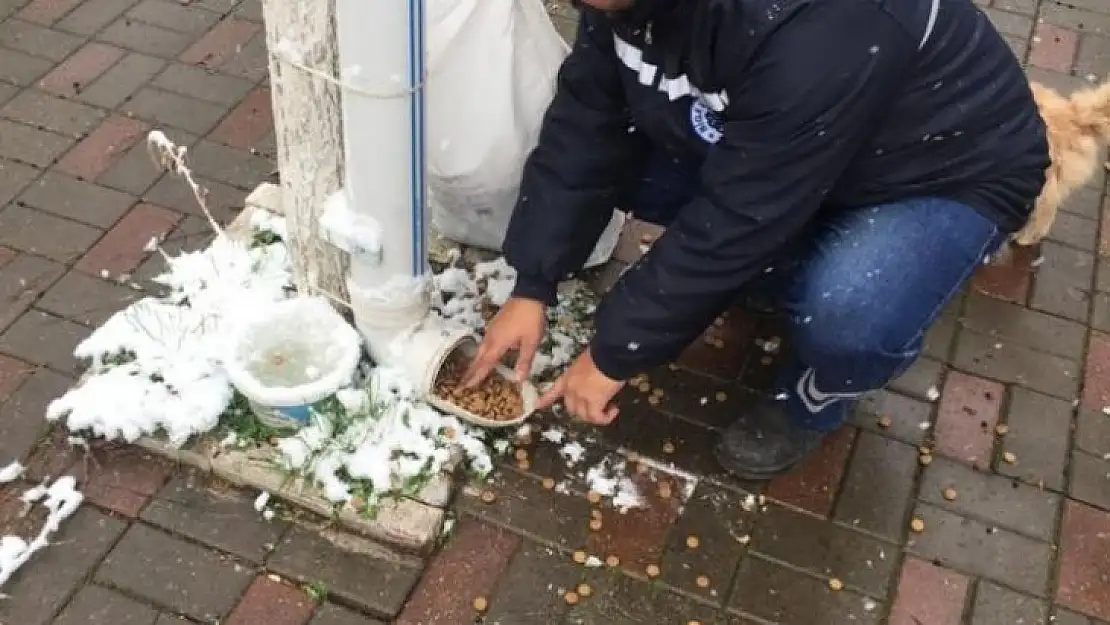 Biga Belediyesi soğuk havalarda sokak hayvanlarını unutmadı