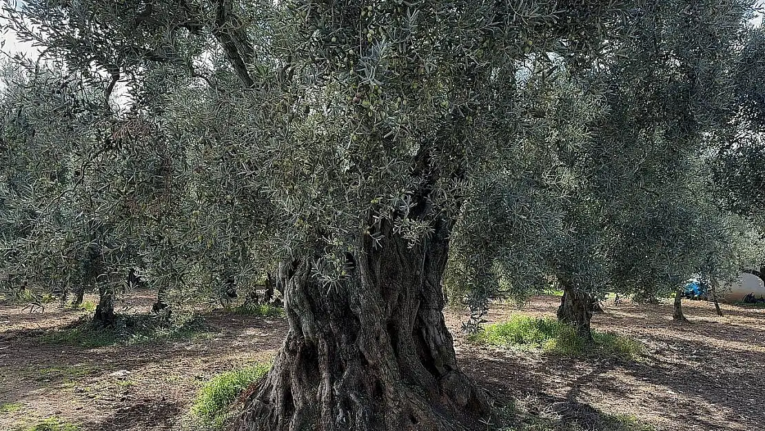 Bin 700 yıllık zeytin ağaçları hala ürün veriyor