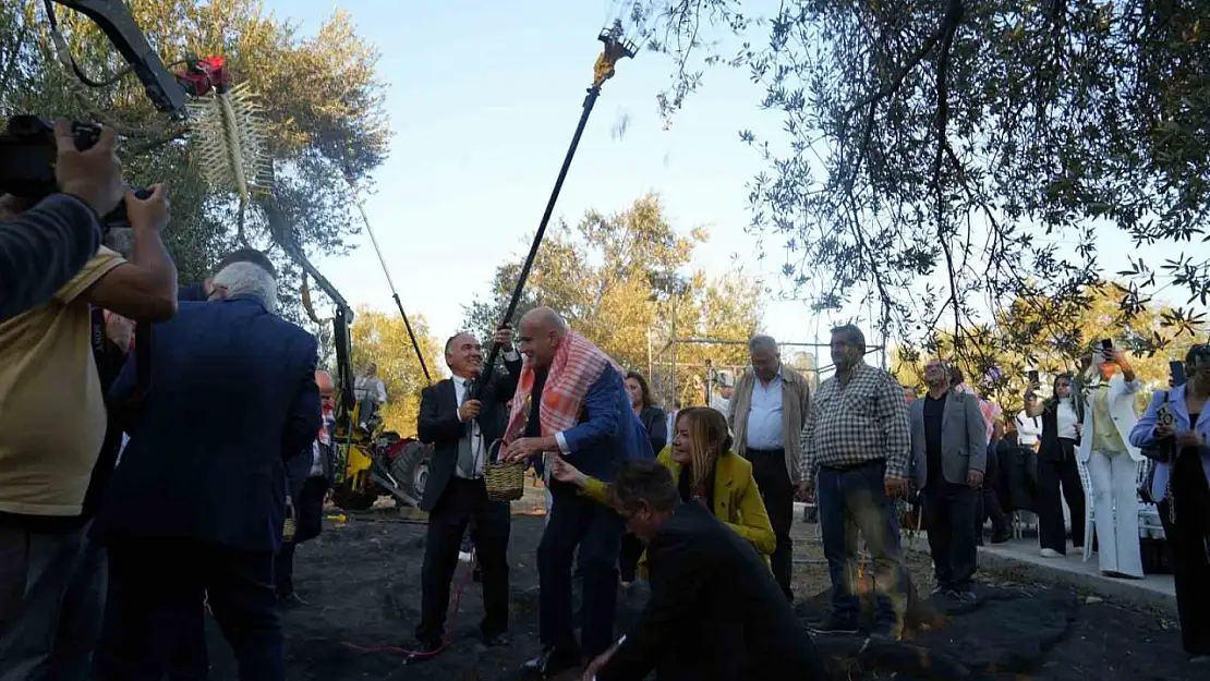 Bin yıllık zeytin ağacından hasat yapıldı