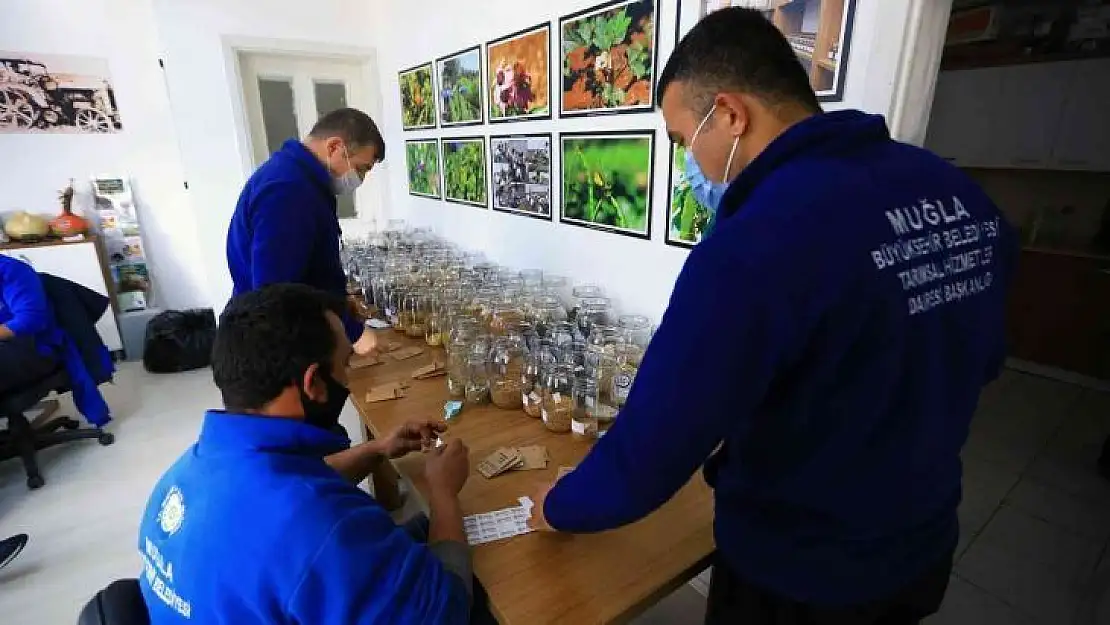 Bir ayda 7 milyon yerel tohum dağıtıldı