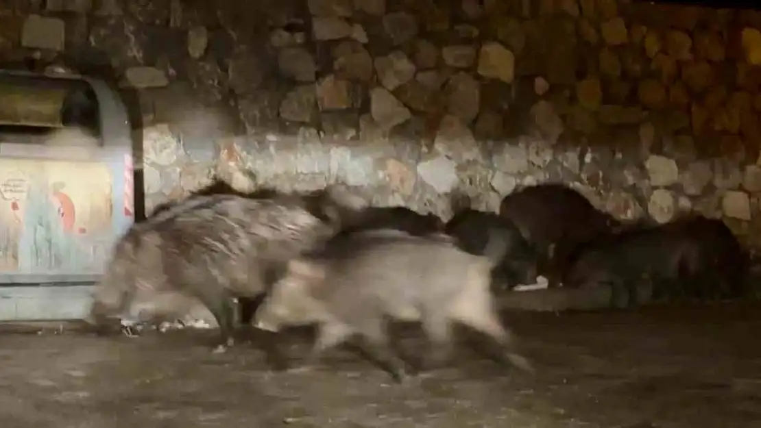 Bodrum'da aç kalan yaban domuzları mahalleleri mesken tuttu