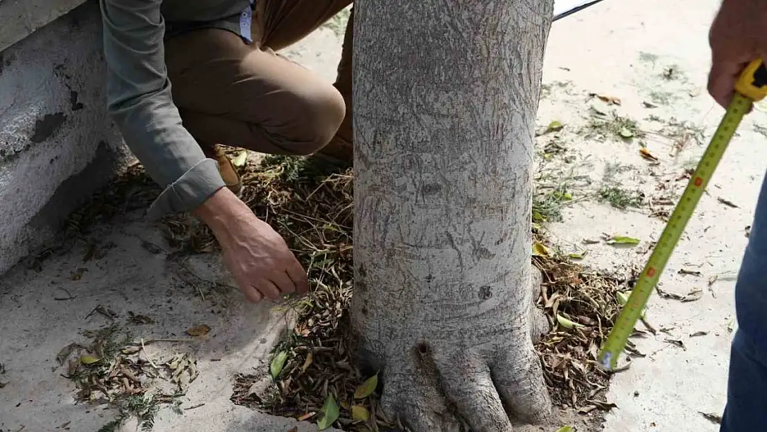 Bodrum'da ağaçlara zarar verenler tespit edilecek