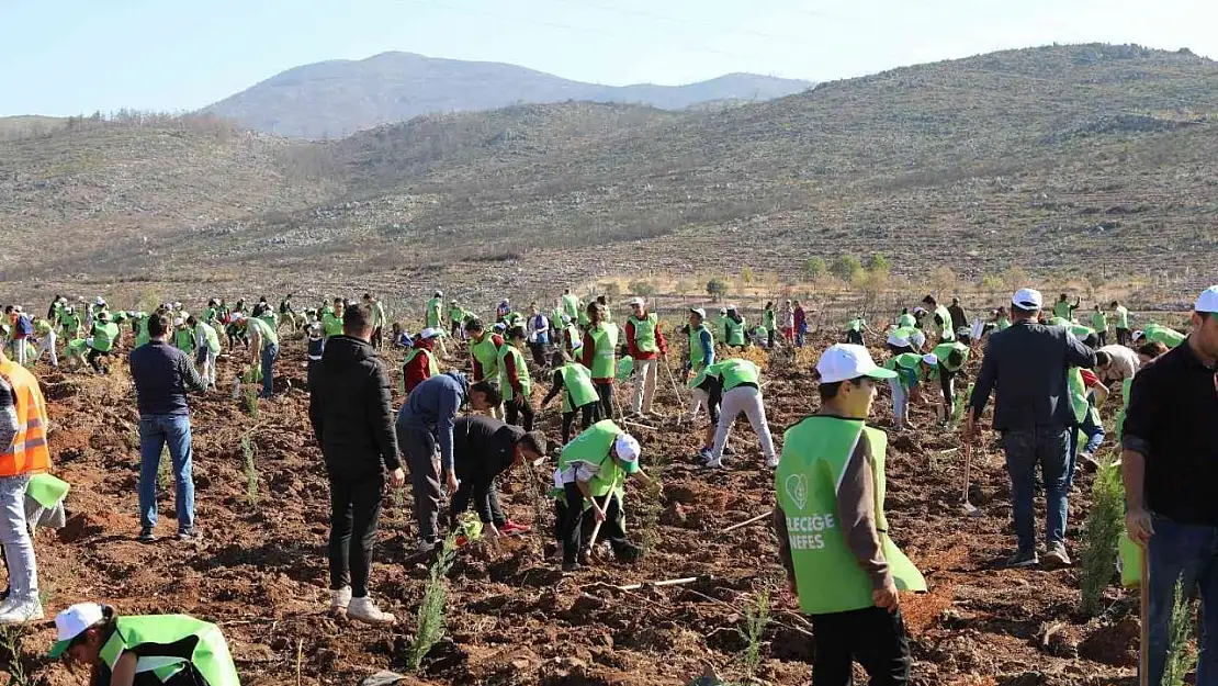 Bodrum'da yanan ormanlara 1600 fidan diktiler