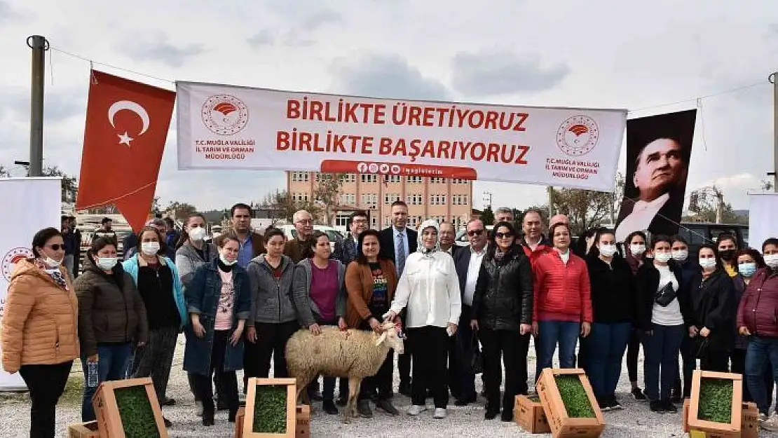 Bodrum ve Milas'ta 70 kadın üreticiye 700 koyun