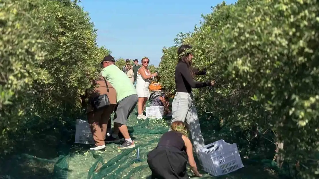 Bozcaada'da zeytin hasat yarışması renkli görüntülere sahne oldu