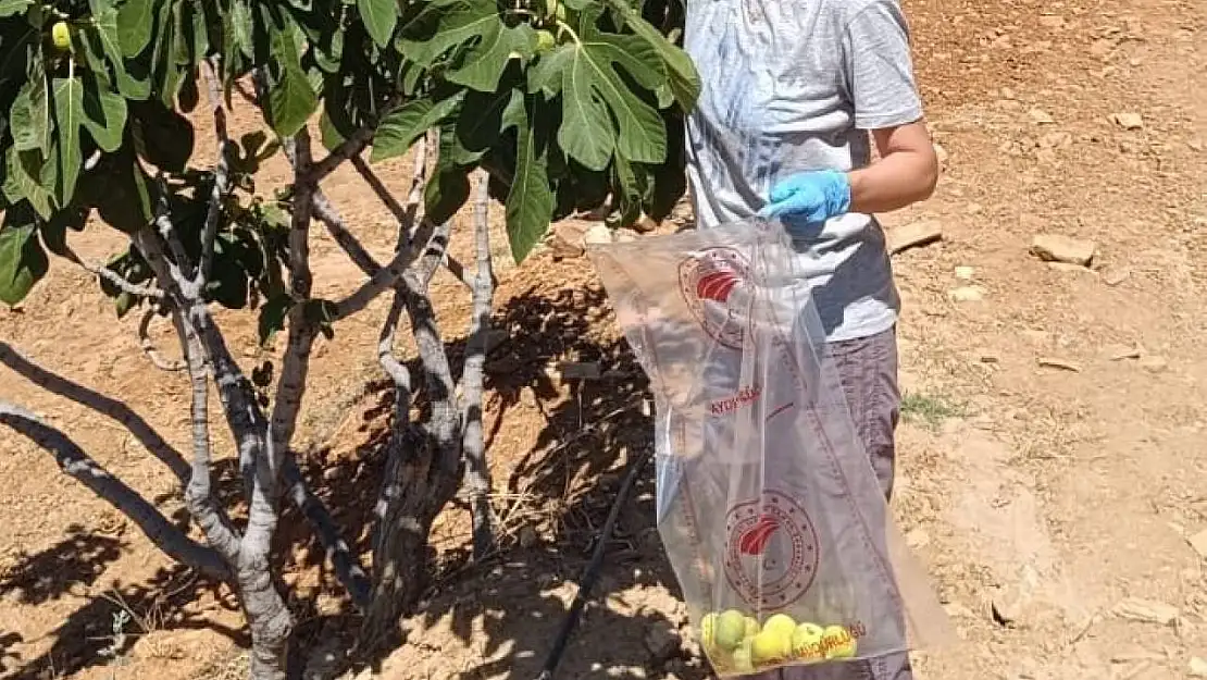 Bozdoğan'da incir üreticilerine hasat öncesi pestisit denetimi