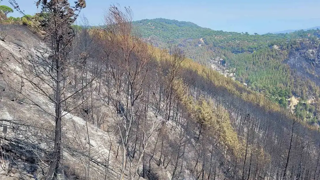 Bozdoğan'da yeşil siyaha döndü