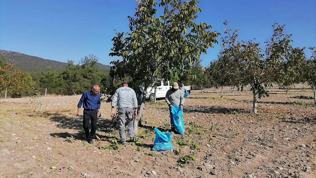 Bozkurt'ta belediyenin ceviz bahçesinde ilk hasat yapıldı